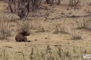 Elephant Runs Up, Injures And Kills Buffalo