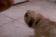 Rebecca Ferratti In “Ace Ventura: Pet Detective”